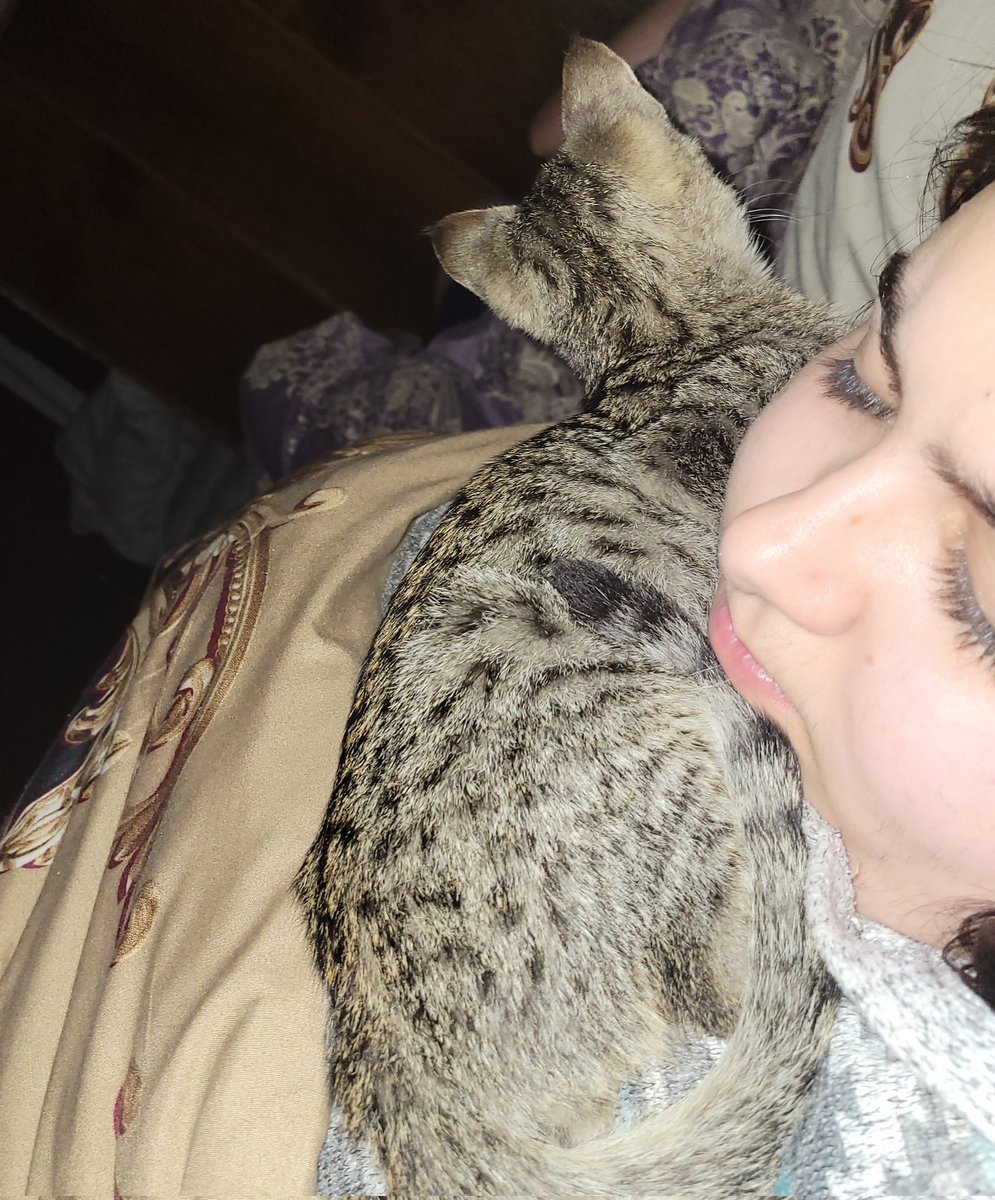 deorbite's tweet photo. people are getting into relationships and im here getting a cat https://t.co/1c04JJUIz8