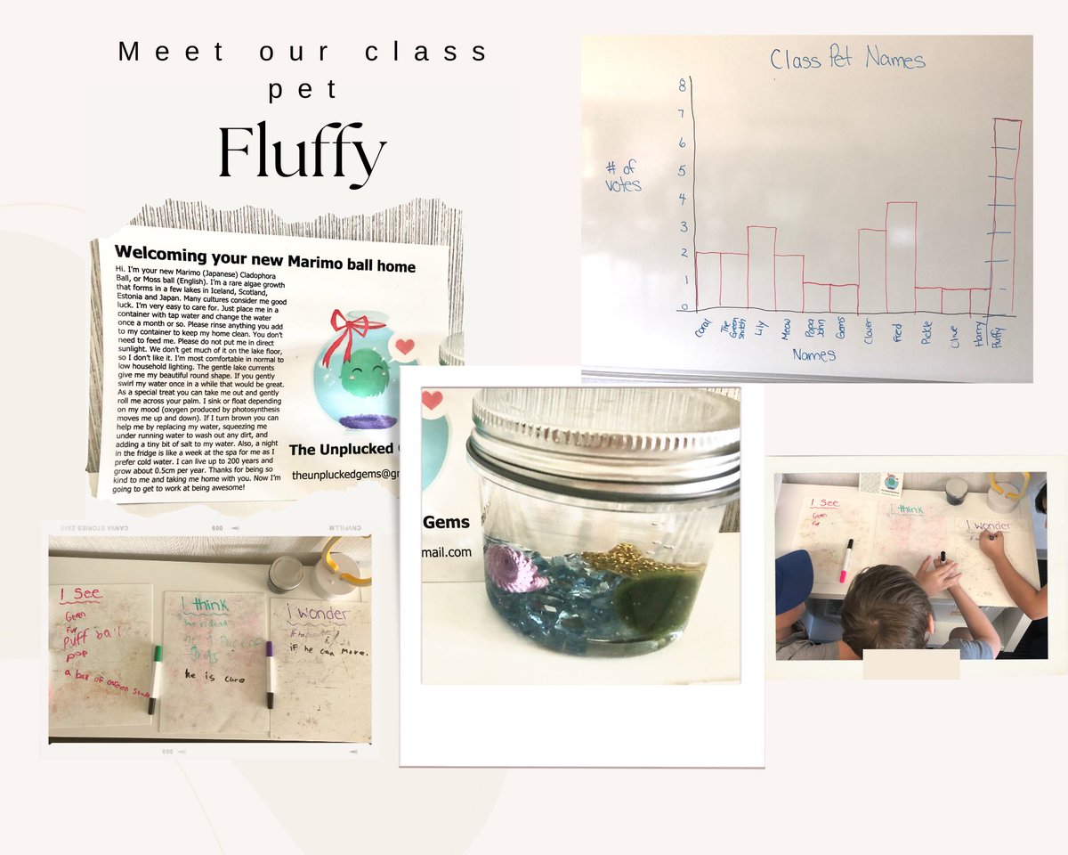 Our new class pet sparked wonderful discussions and even led to a math lesson on data management this week. We discussed what we see, think and wonder with our new moss ball and voted on our favourite name. <a href="/PAlgonquin/">Algonquin PS</a>