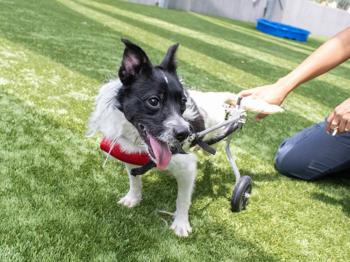 PasadenaHumane's tweet photo. We told Scooter to look cute in this photo. Can't believe he didn't deliver. 😔

We are completely joking. Scooter is the cutest dog EVER. https://t.co/amL5yEsxFP