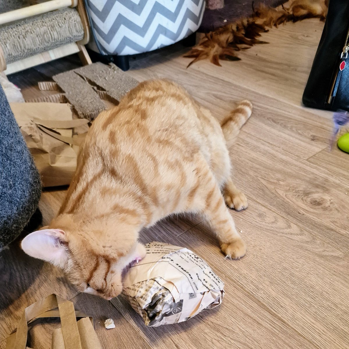 Today I went to a rock and gem show (yes, I bought many shiny rocks) and Bumble is determined to eat my geode????