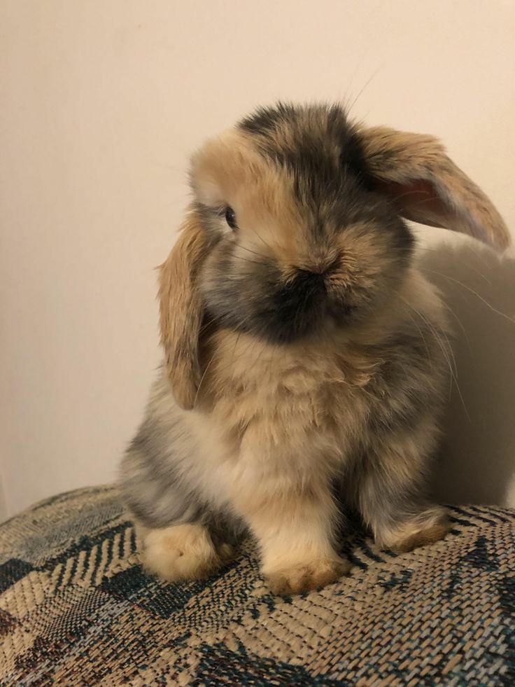 Bunnies (@rabbiteveryhour) on Twitter photo 
