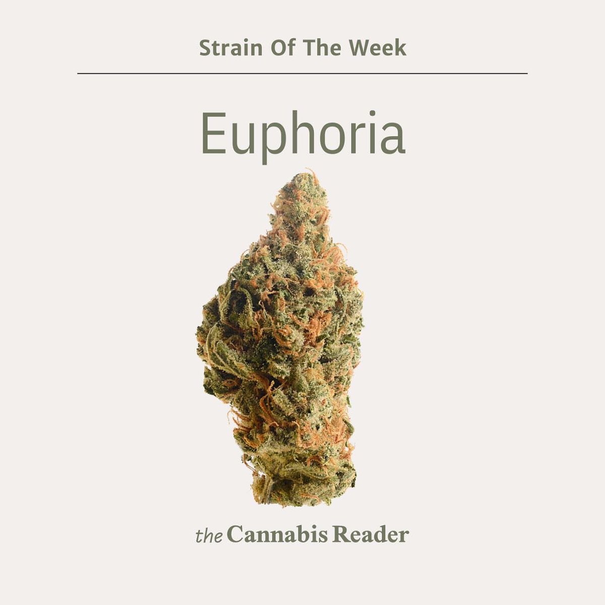 Cannabis_Reader's tweet photo. Euphoria, also known as "Euforia”, is a sativa marijuana strain that was bred from Skunk strains in the early 2000s by Amsterdam’s Dutch Passion seed company. 

#cannabisstrain #marijuanastrain #weedstrain #euphoria #skunkstrain https://t.co/Z7KwNBlr41