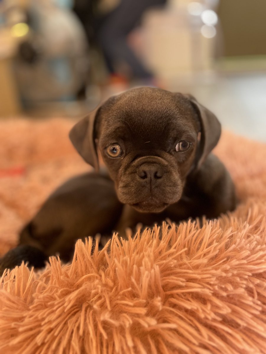 Took Lil’Man to <a href="/cuppapuglondon/">CuppaPug</a> today to help him learn to relax around dogs. Might take this one home with Me!! 😆🐕🦴🐶🐾