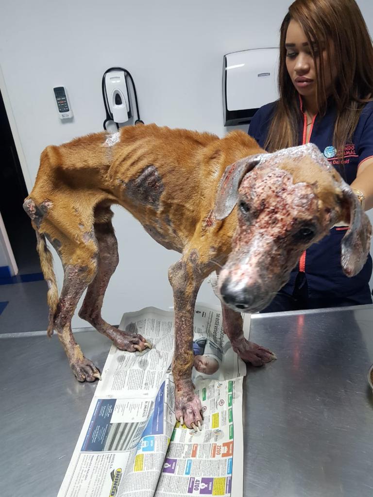 Tribunal de Juicio de Panamá condenó al dueño del fallecido perro Athens, a 20 meses de prisión por maltrato animal, sin embargo por ser adulto mayor de 73 años se ordenó suspender la pena.  Ahora no podrá tener animales, inhabilitado de funciones públicas.