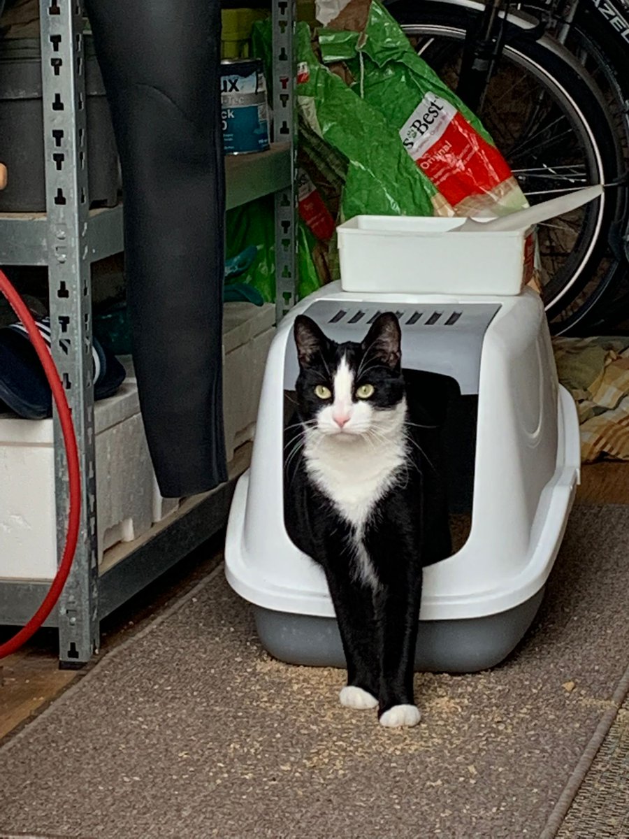 Vanaf vanmorgen vermist onze Flip. Iemand hem gezien?
#-Apeldoorn # wilhelminaweg # Loolaan# vermist #