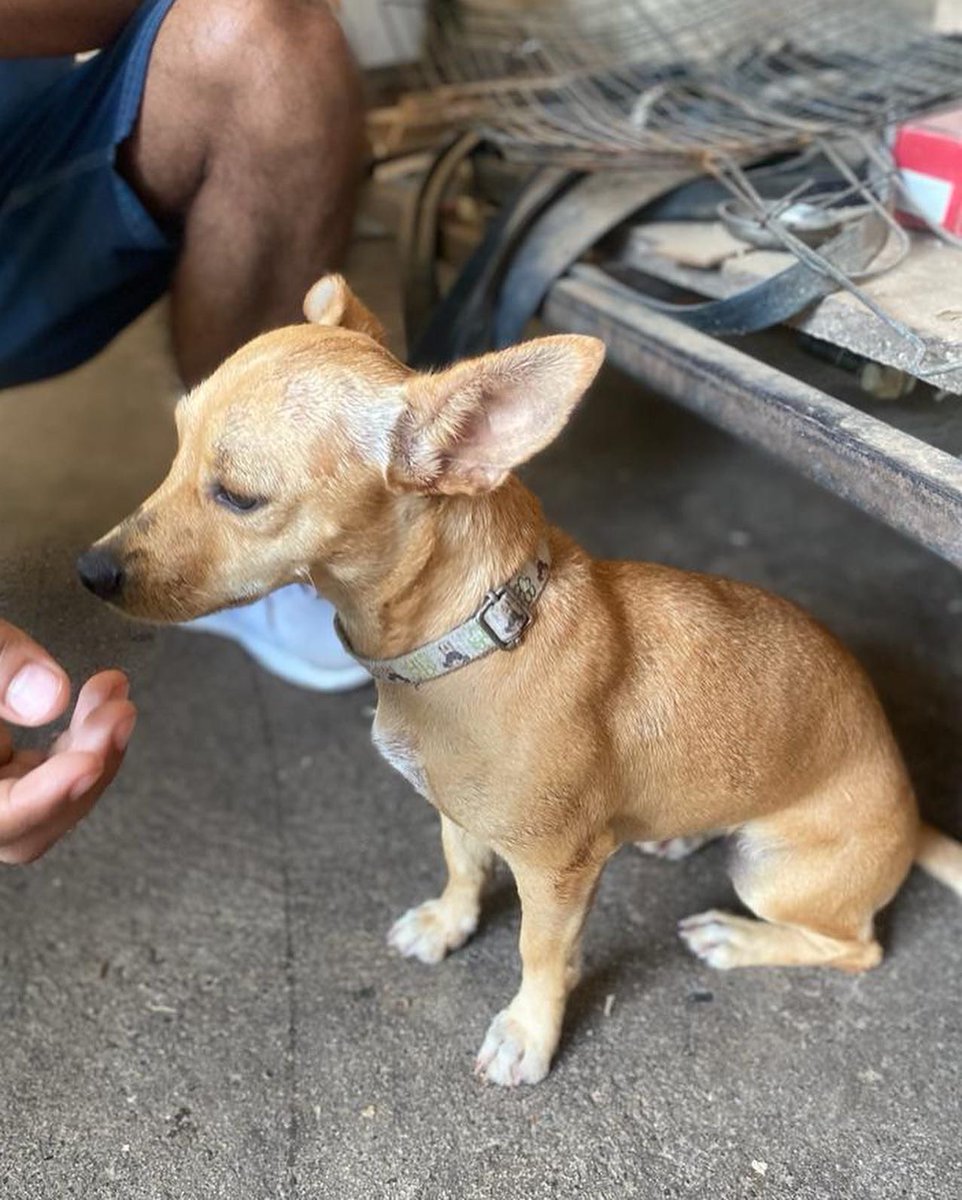 arkharmony's tweet photo. Mimi is up for adoption!

She is a very sweet girl. She was found on the street with her partner Luna. Luna got adopted. Now Mimi is left alone in the shelter. She needs a home where she gets all the love that she needs. Open your arms and your heart and be a home for her! 🐶💕 https://t.co/smgg1wMpbn