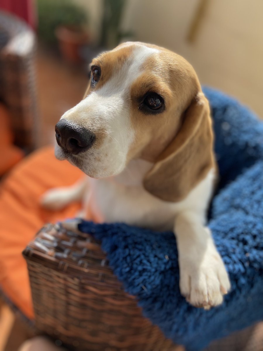 SmritiShukla's tweet photo. Sasha ✨
#beagle #dogsoftwitter https://t.co/W7fmD1q8Q6