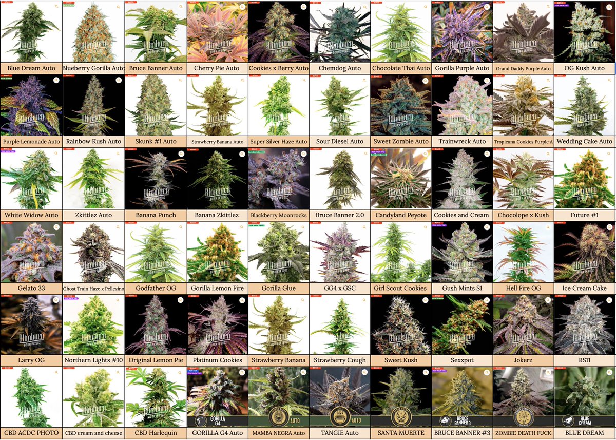 tinygarden420's tweet photo. 💚🤍💚 https://t.co/I5F3fhEWsE