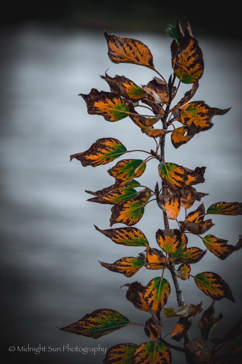 Prairie_Yukoner's tweet image. The colors of fall are nothing short of spectacular...just wish it could hang on a bit longer. #enjoythemoment #chillintheair