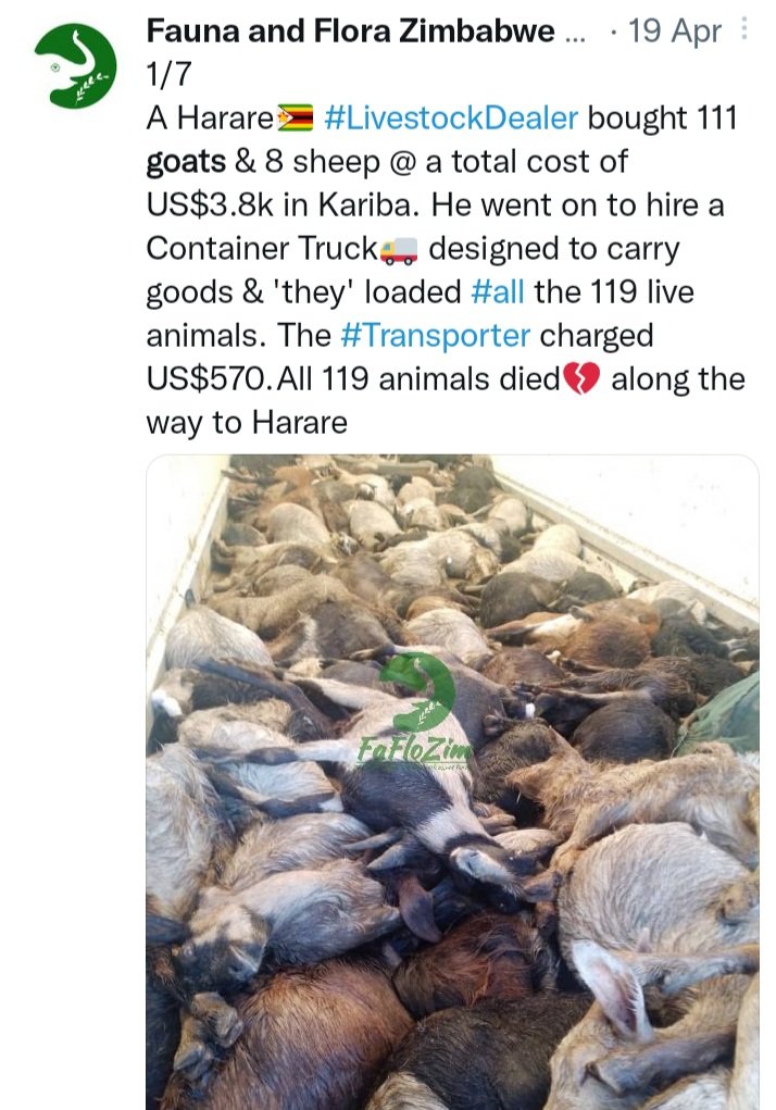 We are receiving reports of a man who has been arrested in Harare🇿🇼 after being found with 17 live goats loaded in a Honda Fit.5 months ago,we reported a case in which another Harare man loaded 111 goats +8 sheep in Container truck 🚚.They all suffocated to death. #AnimalCruelty