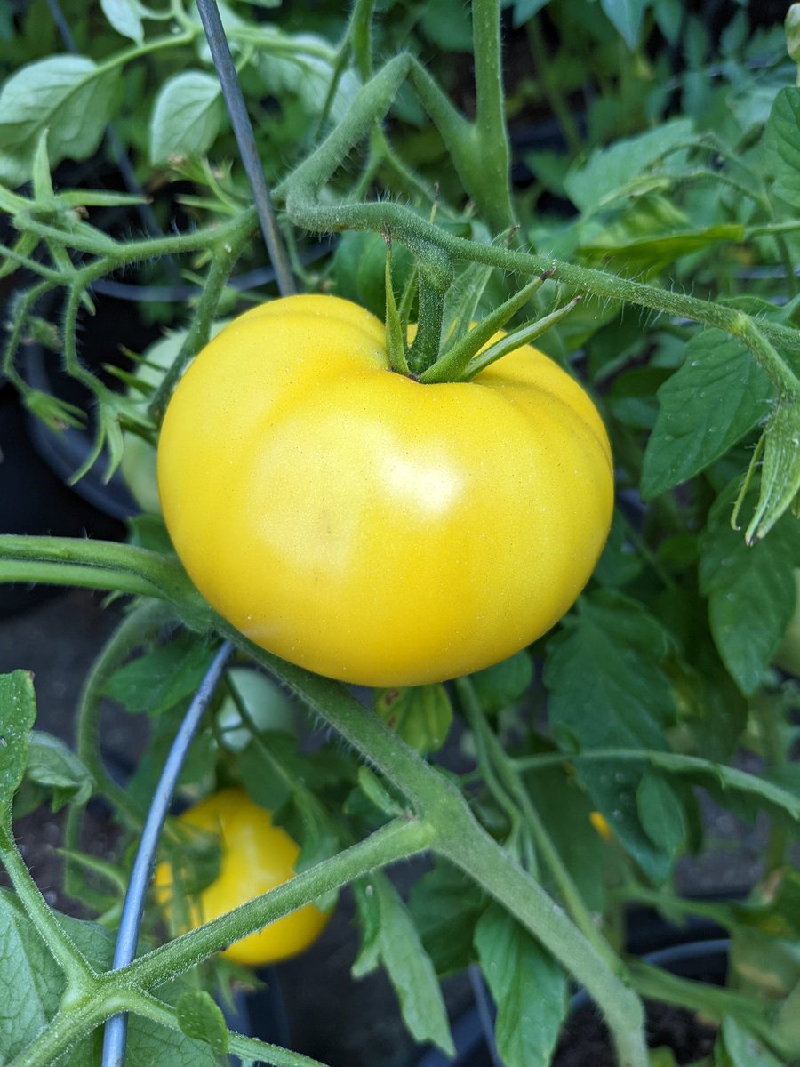 mrdemedeiros's tweet photo. Tomato seed harvesting. Yellow Taxi and Red Current seeds have been sitting in water since August 29th. Drained and separated. Ready for next year. These were our favorites this season.#gardening https://t.co/RaIlG7PFvX