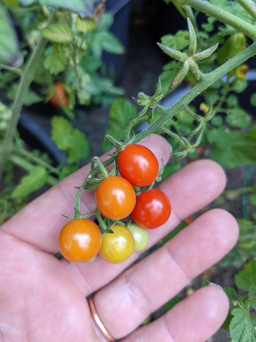mrdemedeiros's tweet photo. Tomato seed harvesting. Yellow Taxi and Red Current seeds have been sitting in water since August 29th. Drained and separated. Ready for next year. These were our favorites this season.#gardening https://t.co/RaIlG7PFvX