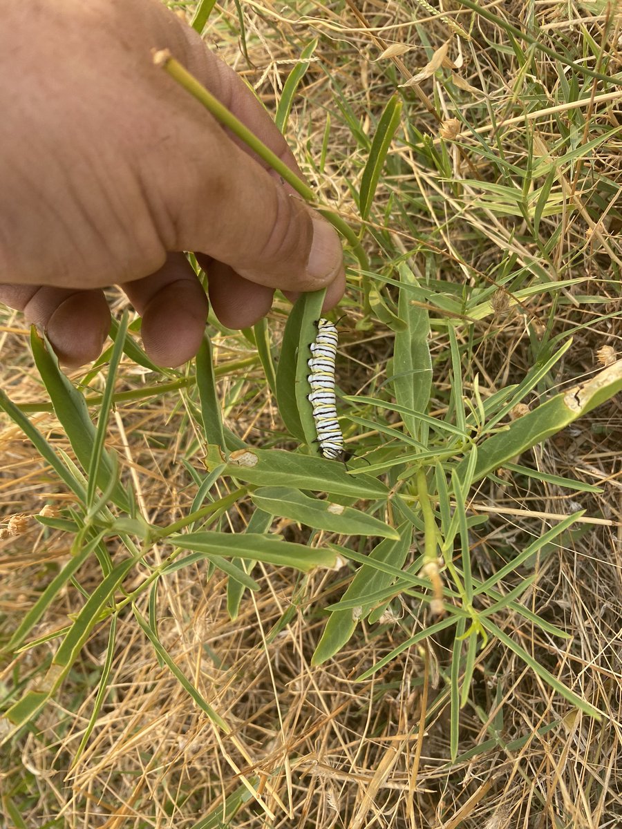 Kinda fun finding this in our sheep pasture this morning! #monarchbutterflies #pollinators