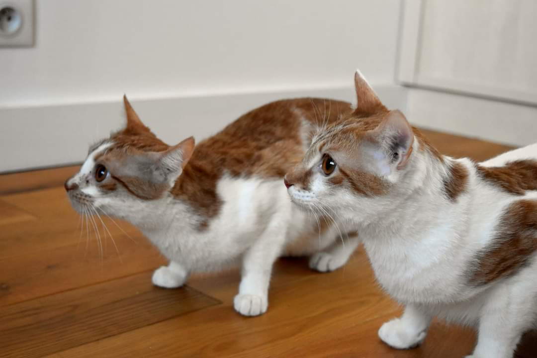 Association Owca tweet media