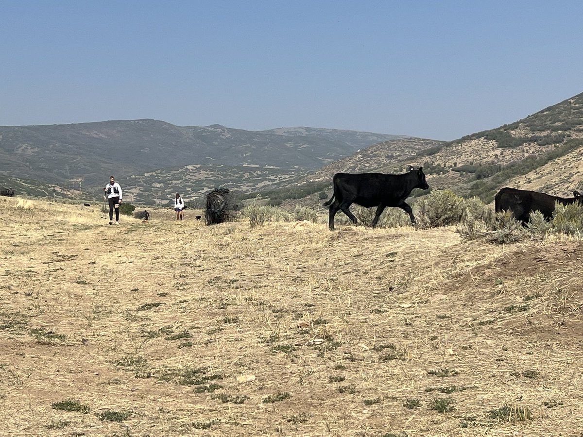 Anne Thackeray tweet media