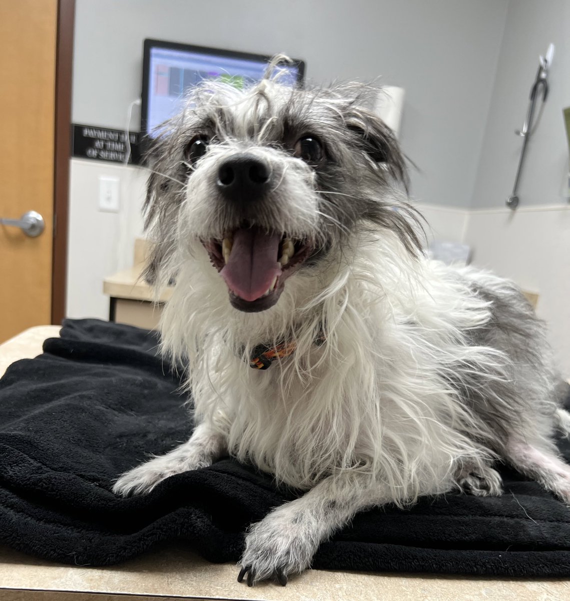 ACUPUNCTURE DOG
(noun)
1. Like a normal dog but cooler.
2. Should be a ‘pinned’ tweet.

#RiseOfThePhoenix ❤️‍🔥