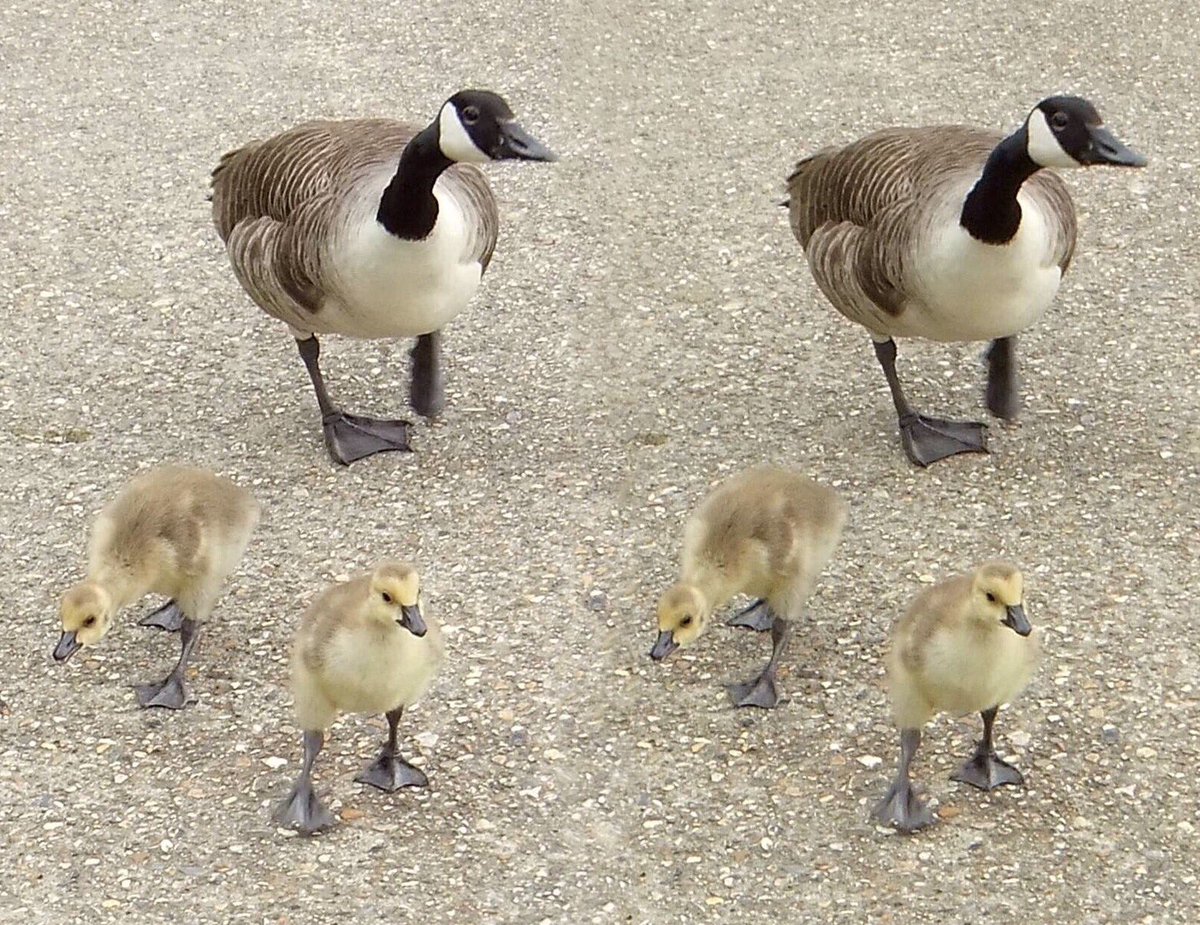 Canada Goose and goslings at Walthamstow Wetlands in June. 
For x-eyed viewing.