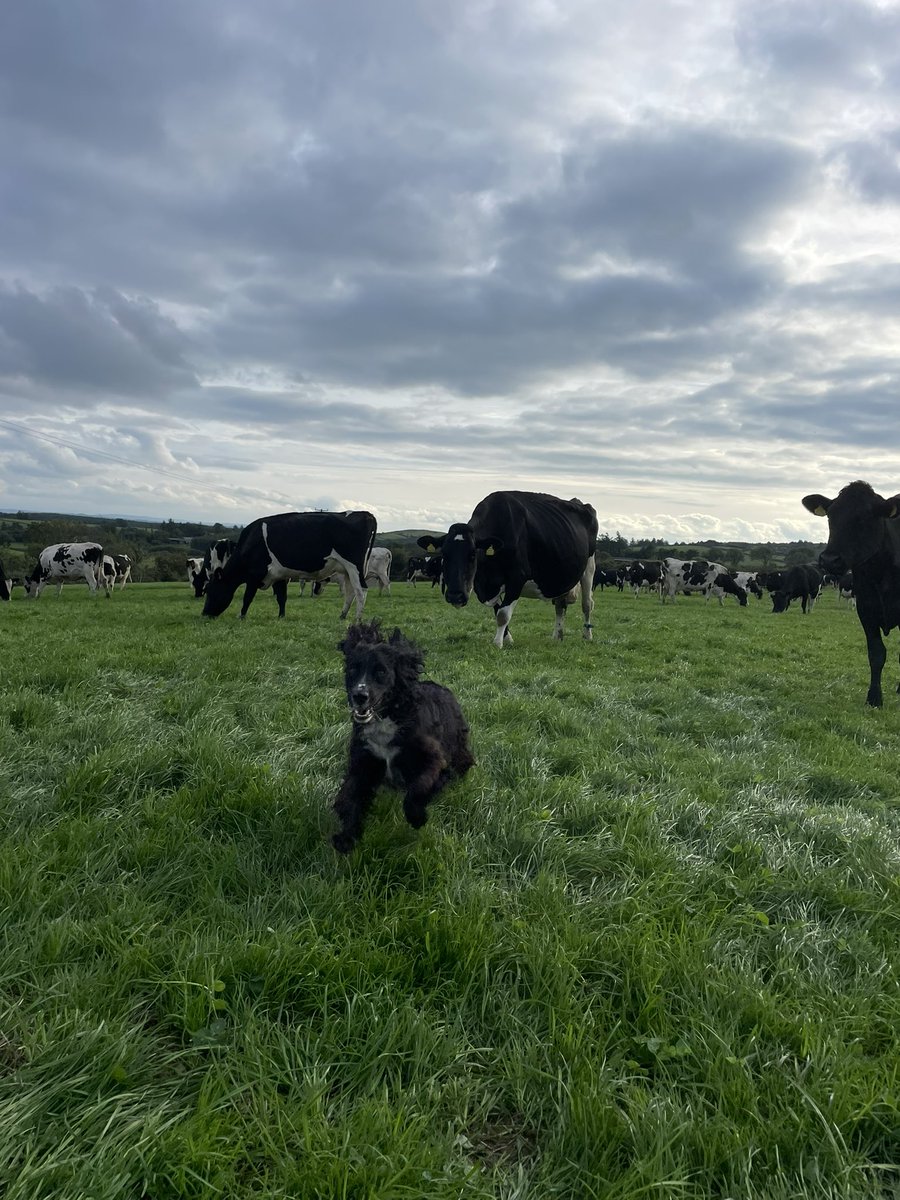bridgarry2's tweet photo. Nothing beats coming home and milking the cows   💕 https://t.co/y694G2JcH6