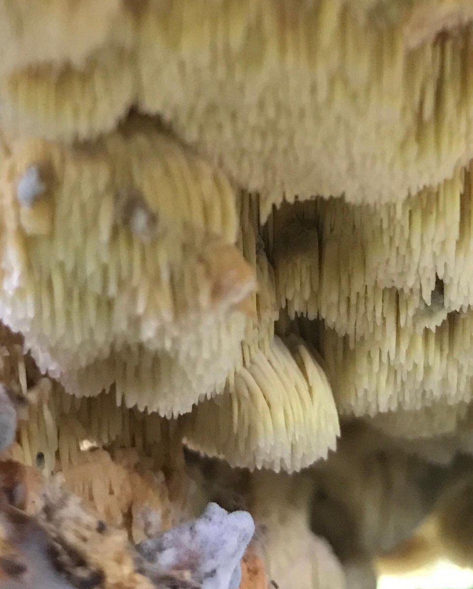 treeruss's tweet photo. Orchard Tooth Crust!
Found whilst teaching #Veteran fruit tree management for @ProjectOrchard.
Only 22 records on (incomplete) @NBNAtlas.
Rare #ToothFungus of old #AppleOrchards.
#TreeFungi #ToothCrust
#OrchardToothCrust #Sarcodontia #Sarcodontiacrocea #RareFungiUK #LondonFungi https://t.co/XdJp5P2vOc