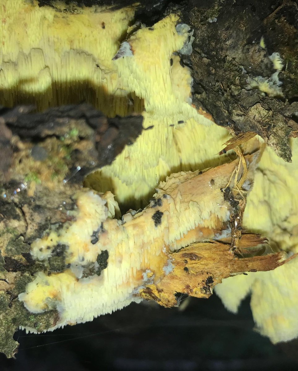 treeruss's tweet photo. Orchard Tooth Crust!
Found whilst teaching #Veteran fruit tree management for @ProjectOrchard.
Only 22 records on (incomplete) @NBNAtlas.
Rare #ToothFungus of old #AppleOrchards.
#TreeFungi #ToothCrust
#OrchardToothCrust #Sarcodontia #Sarcodontiacrocea #RareFungiUK #LondonFungi https://t.co/XdJp5P2vOc