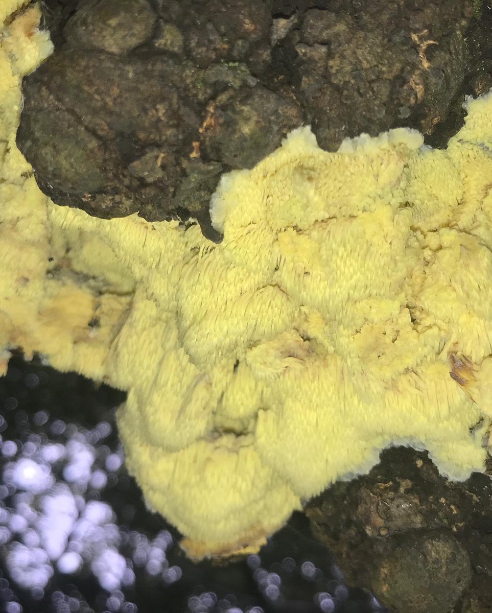 treeruss's tweet photo. Orchard Tooth Crust!
Found whilst teaching #Veteran fruit tree management for @ProjectOrchard.
Only 22 records on (incomplete) @NBNAtlas.
Rare #ToothFungus of old #AppleOrchards.
#TreeFungi #ToothCrust
#OrchardToothCrust #Sarcodontia #Sarcodontiacrocea #RareFungiUK #LondonFungi https://t.co/XdJp5P2vOc