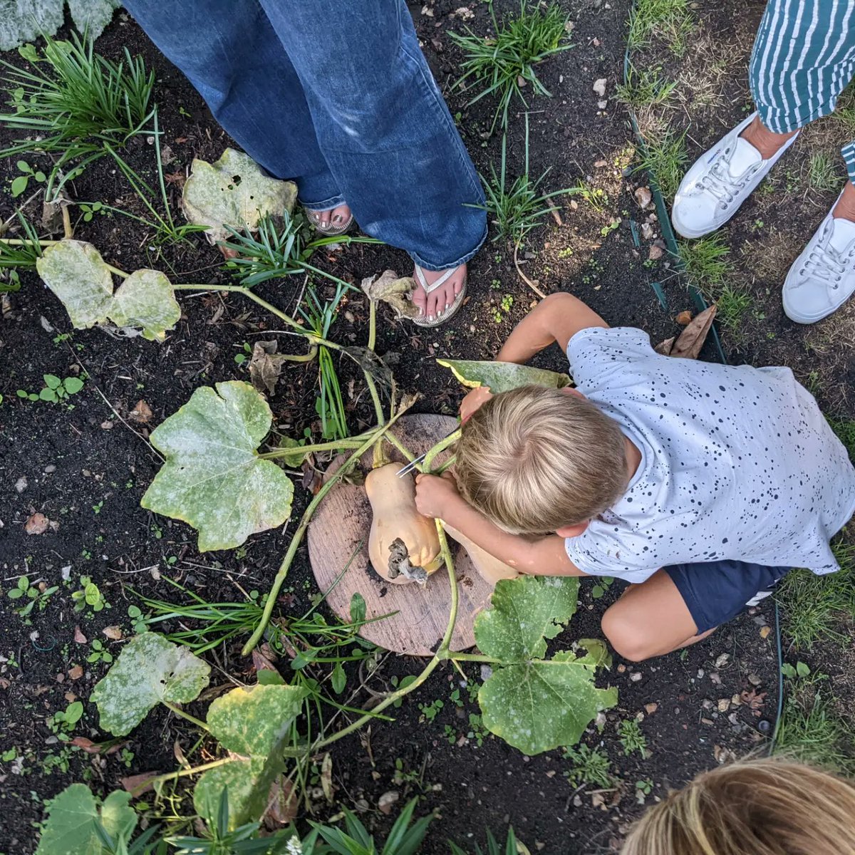 HollyAPetersen's tweet photo. Harvesting time with the nephews today 🫑🌶️🥒

#Wholesome
#JackAndTheBeanstalk
#DontRunWithScissors https://t.co/g9wk5IpDM2