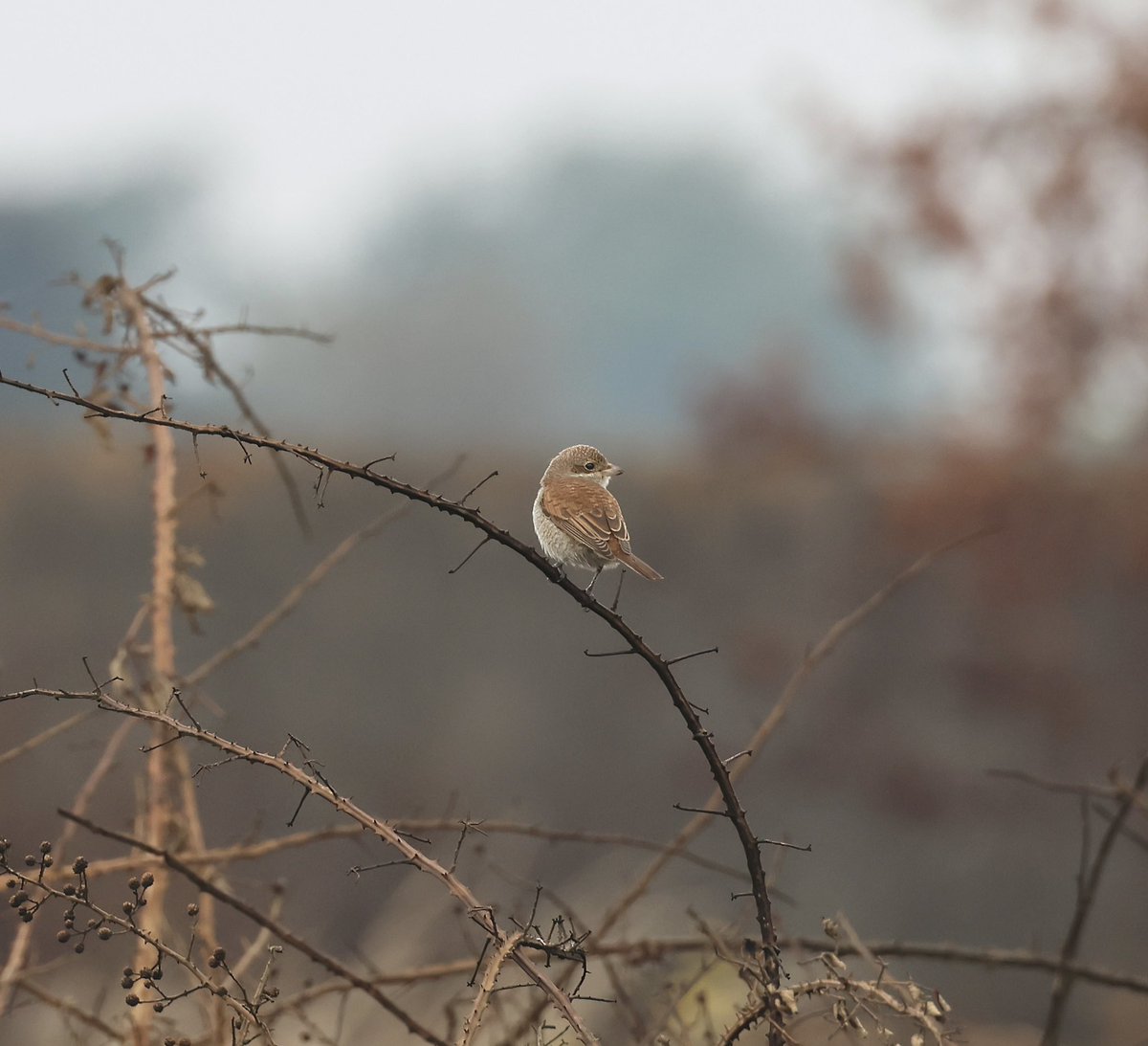 Record shots from this morning of the first Red-backed Shrike in the East Tilbury area for 21 years. Great find <a href="/porthkillier/">David Bradshaw</a> and thanks for getting the news out quickly