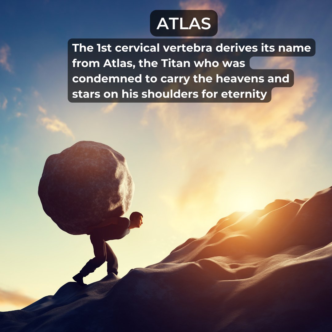 cbowersdc's tweet photo. Much like the Titan, Atlas, our atlas carries the weight of our nervous system on its shoulders. When our atlas is subluxated, the rest of our nervous system will not be able to function at its optimal level. 
#OptimalFunction #Chiropractic #Atlas https://t.co/73rmit4wzP