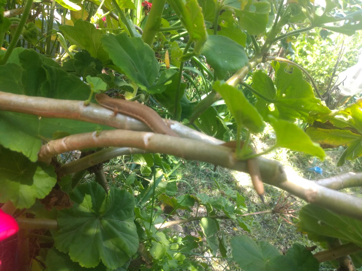 apa_84's tweet photo. @Herpeto_cosas buen día, me podrías ayudar a identificar está especie y si es de importancia médica por favor https://t.co/UX73dBMPKW