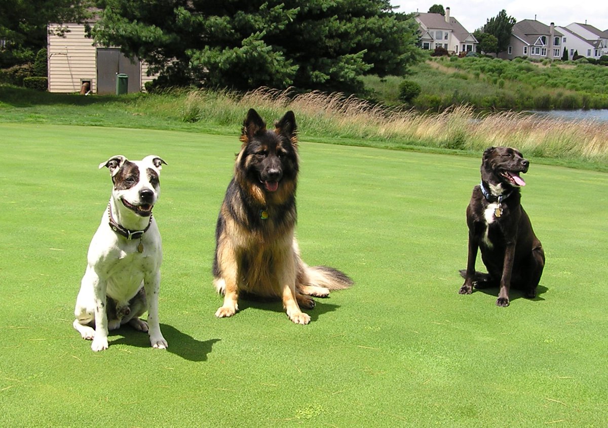 jbslade33's tweet photo. This is the first summer that all three of the members of our Rat Pack were no longer on the course--they were quite the crew back in the day, and missed by many!  @DogsOfTurf @turfnet https://t.co/iTqyIhHLFW