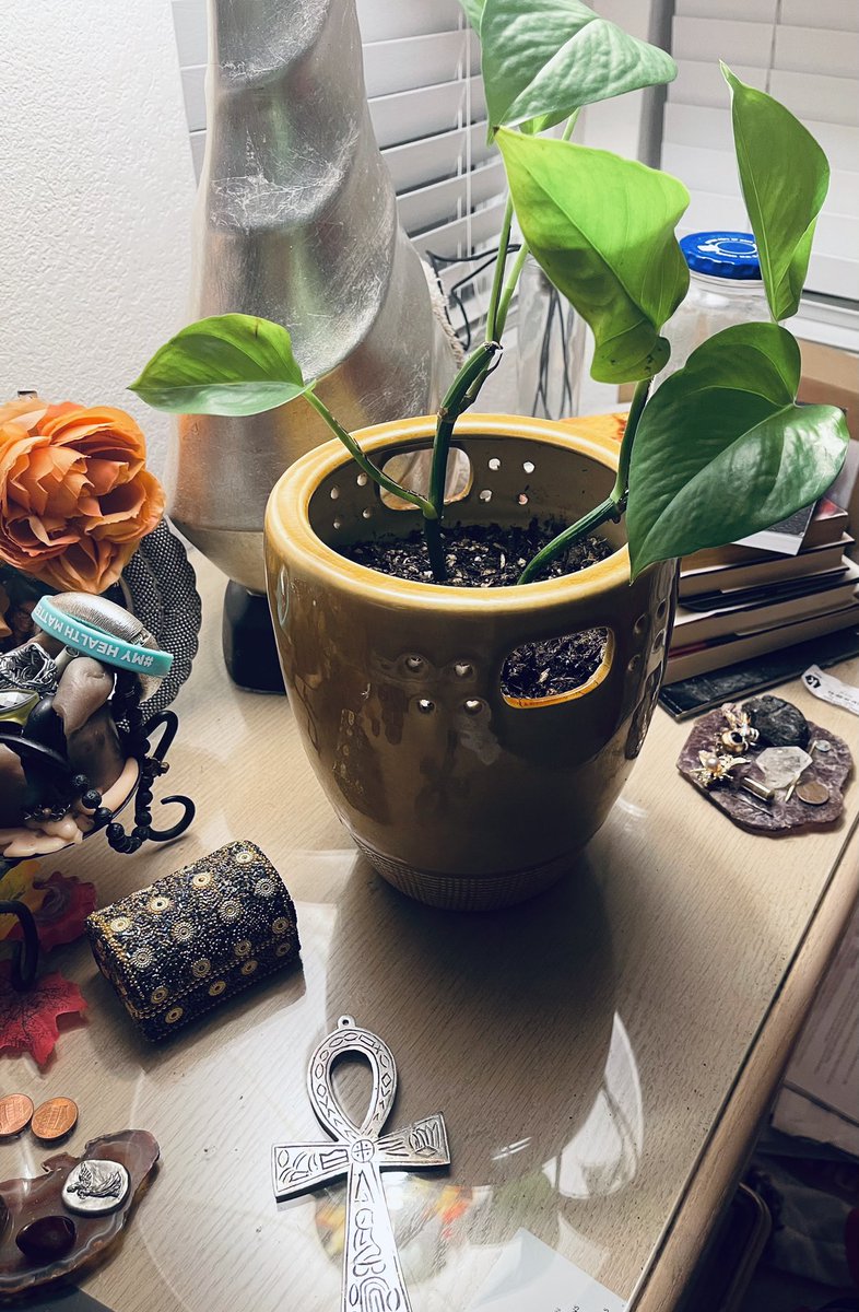vibrant_bee's tweet photo. My gift made it home to her rightful place to grow me plenty of Love, Peace, Joy, and Prosperity in every gleeful glimpse that I catch of her beauty, as she showers me with pure oxygen while I sleep. I’m so grateful. Hugs #giftsoflove ##pothos #thelifeofavocalist @HabakaKFJ https://t.co/Hq8mXXyFxM
