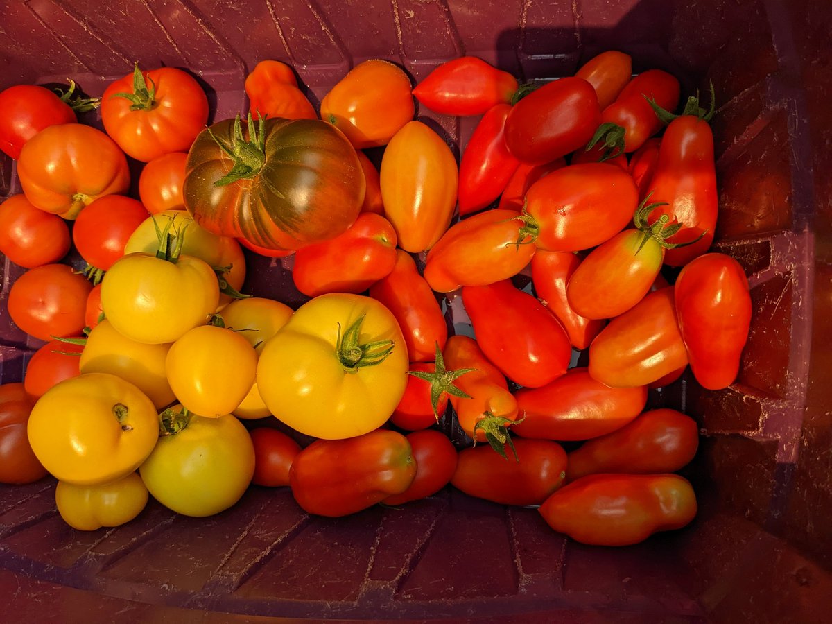 mrdemedeiros's tweet photo. First bulk tomato pick from the garden. Paul Robeson, Yellow Taxi, Brandy Wine and San Marzano tomatoes.  Hoping for more nice weather to ripen the remaining crop. #GardenersWorld https://t.co/nMoNwv50Dd