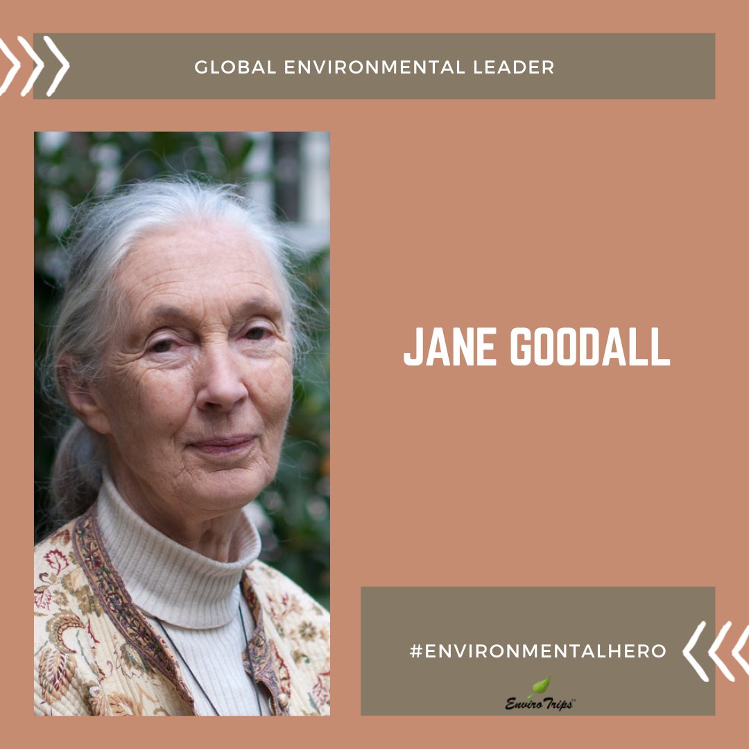 ENVIRO_TRIPS's tweet photo. JANE GOODALL:

• As a young lady, Jane traveled to #Tanzania, where she immediately started research on chimpanzees, and has never stopped.

• Today, Jane is not only a #chimpanzee researcher in Tanzania but she travels around the globe #advocating for a greener #environment https://t.co/rHe3F6Q8iA