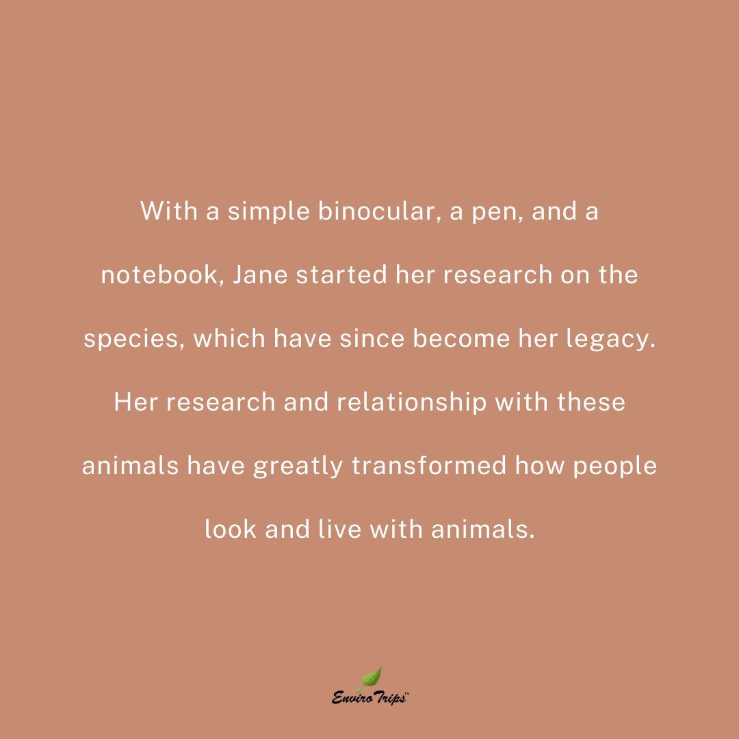 ENVIRO_TRIPS's tweet photo. JANE GOODALL:

• As a young lady, Jane traveled to #Tanzania, where she immediately started research on chimpanzees, and has never stopped.

• Today, Jane is not only a #chimpanzee researcher in Tanzania but she travels around the globe #advocating for a greener #environment https://t.co/rHe3F6Q8iA