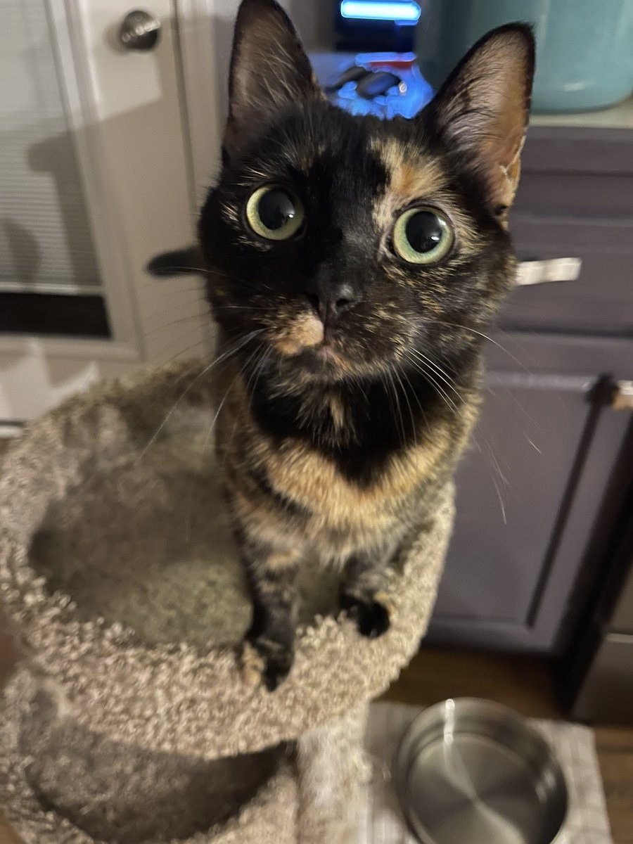 Happy caturday!  #CatsOfTwitter #Caturday