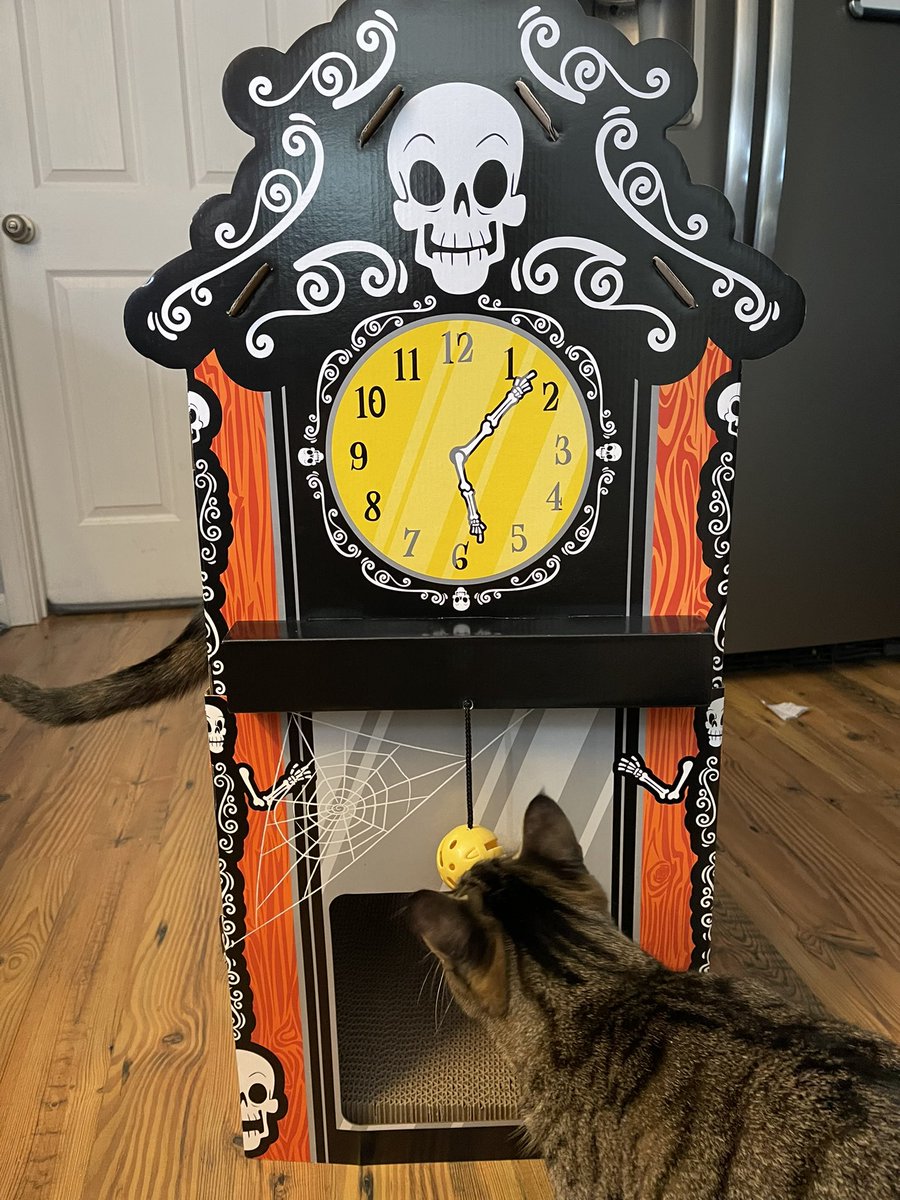 Happy caturday!! Best $20 I have spent this week!! #Caturday #CatsOfTwitter <a href="/Target/">Target</a> <a href="/Friskies/">Friskies</a>