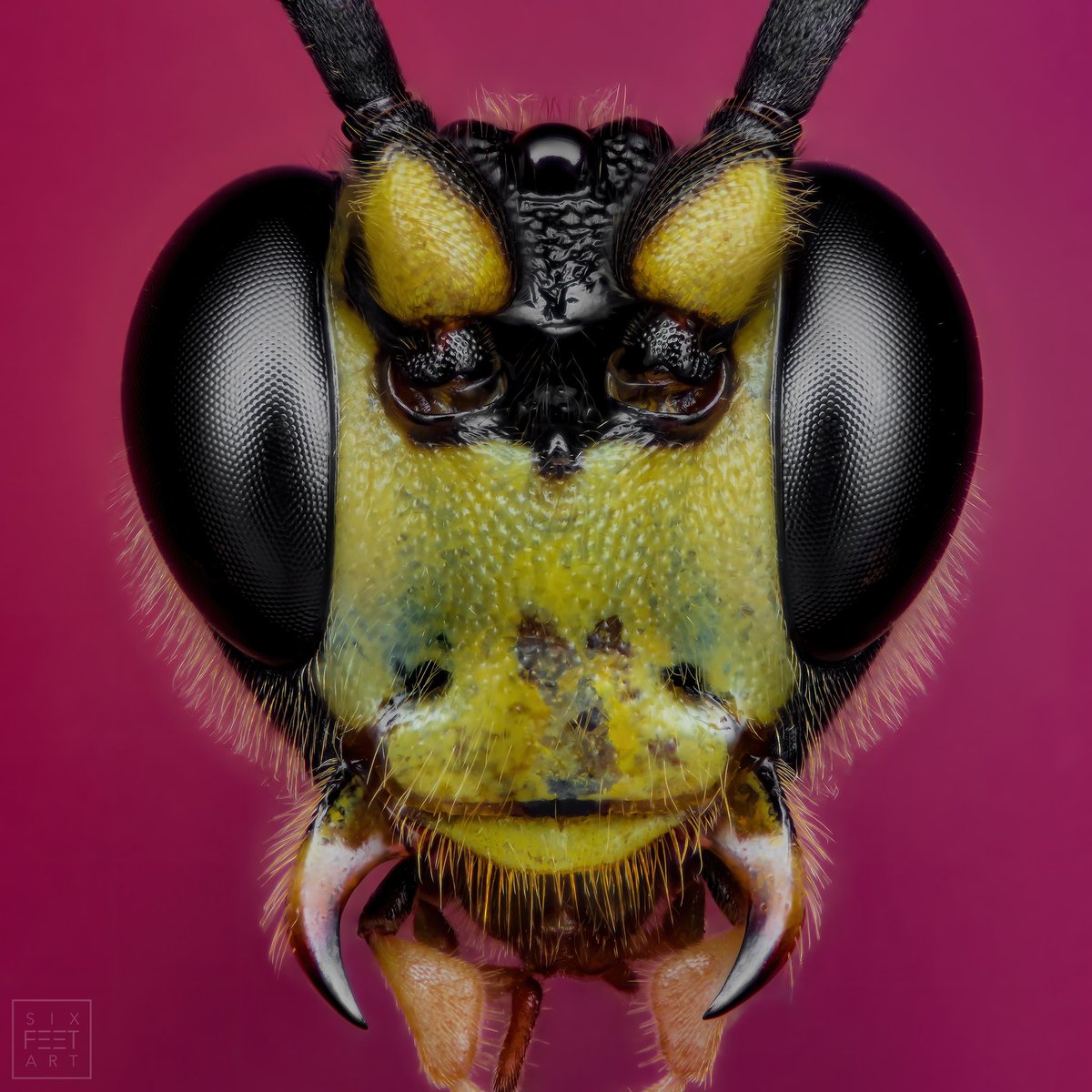 Parasitic wasp, Amblyteles spec. As you can see, the light here is a bit hard. But since the wasp has great shiny spots, it fit here quite well. #insects #parasiticwasp #wasp #wespe #schlupfwespe #insekten #makrofotografie #macro