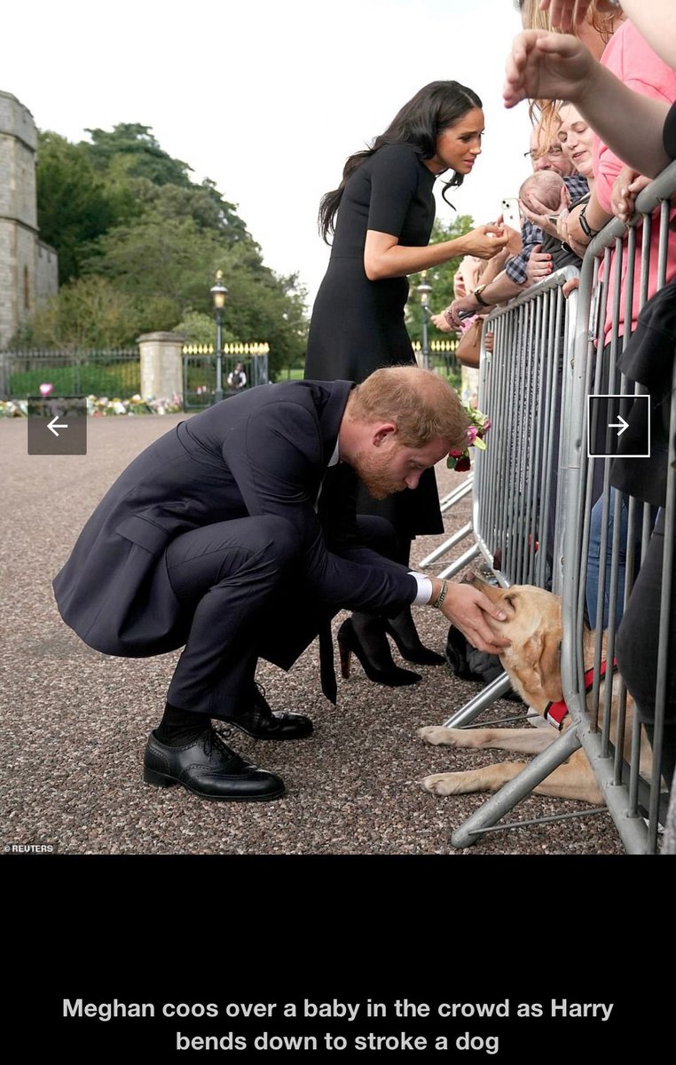 SarahGracie's tweet photo. Our darling puppy Louis with Prince Harry. Louis paying his respects as well 🤍🕊 #Windsor #HarryandMeghan #QueenElizabeth https://t.co/CG6OFh8nfU
