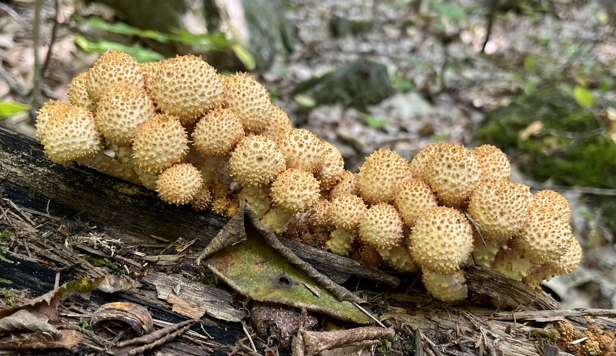 No fungal ecology workshop is complete without a mushroom foray! A fun(gal) finale to a great week. 😁🍄