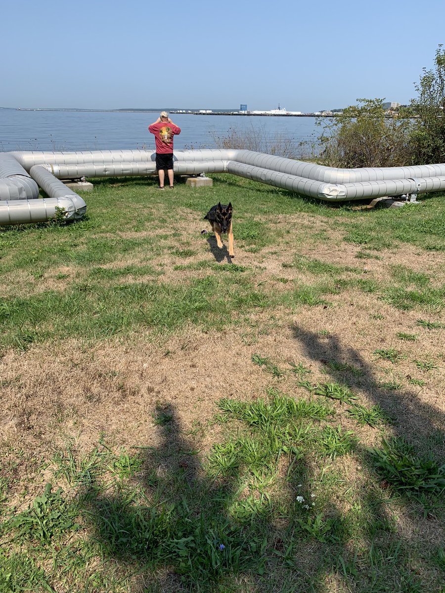 I got to run a bit today on our trip to Newport Rhode Island.  We’re on the navy base there. Papas had to go to the bank. #GermanShepherd #NavyFederal #Newport #RhodeIsland #gsd