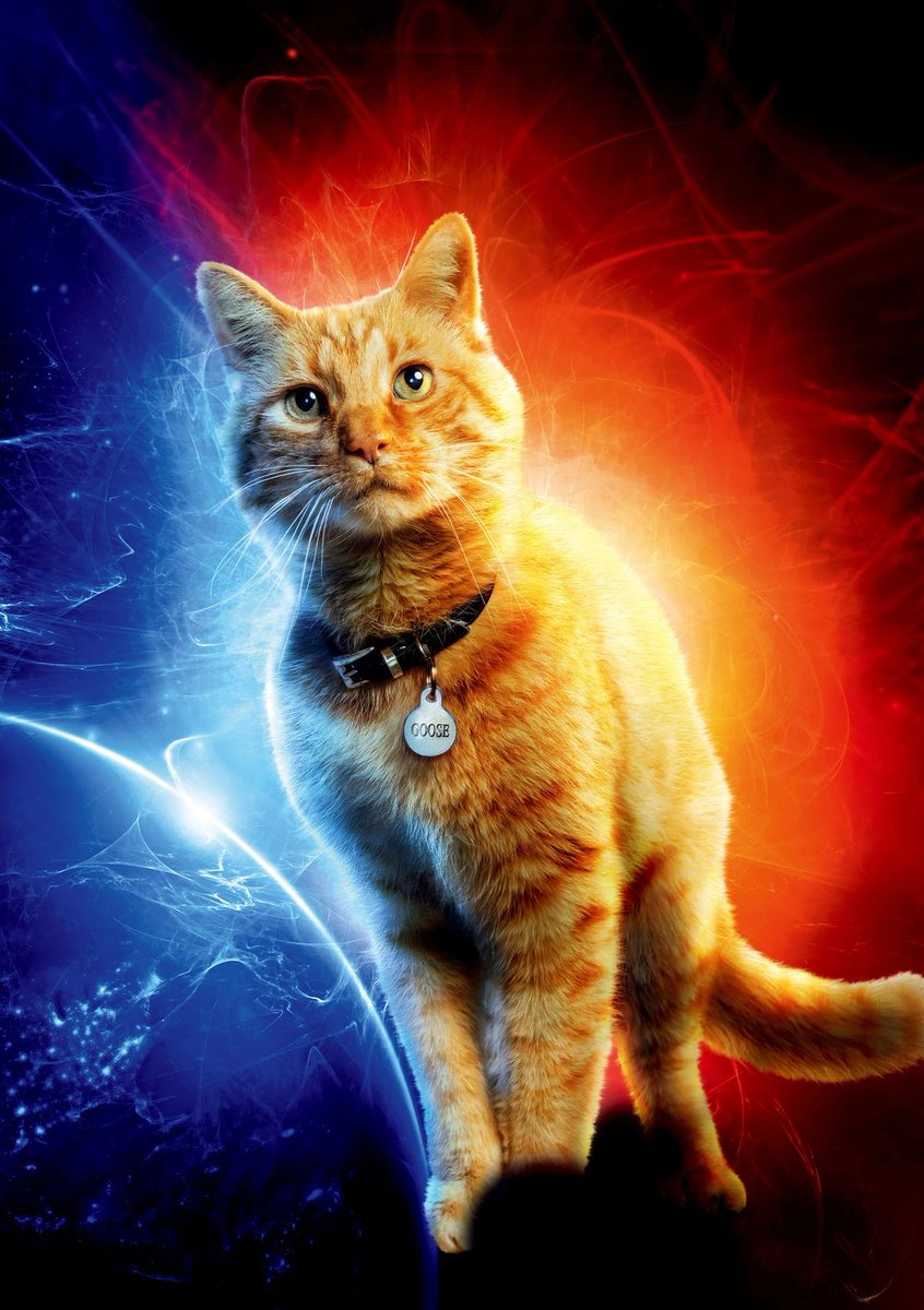 screentime's tweet photo. Goose returns in #TheMarvels 🐈 https://t.co/bIrdvtWHHj