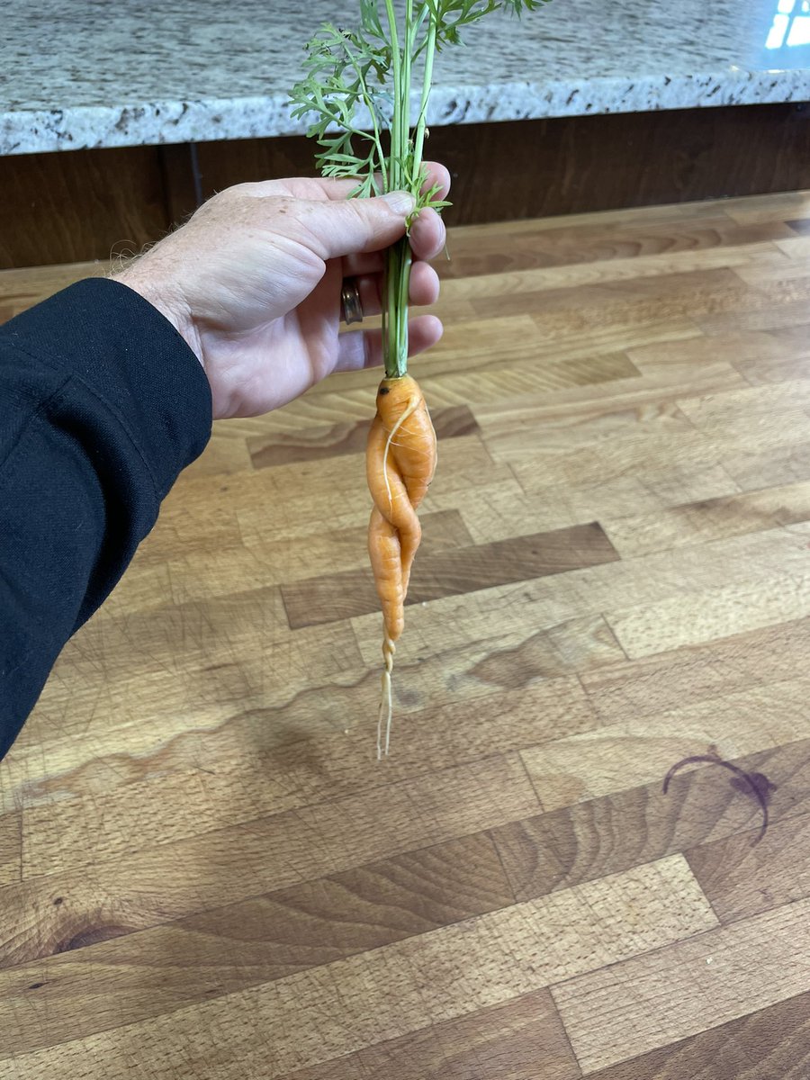 We grow beautiful carrots on PEI- braids like Anne of Green Gables!!