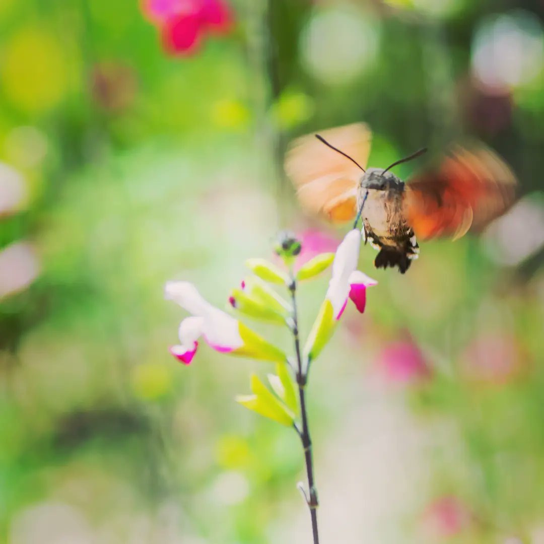 francoisboc's tweet photo. *** Battements d’ailes surgissant de nulle part 
le phoenix danse d’une douce folie
enflammant en une mélodieuse furie
le royaume de lumière aux mille nectars.***
--------------------

#love #morosphinx #papillon #butterfly #naturelover #poete #3zero #colibri https://t.co/62y0YPH0ab