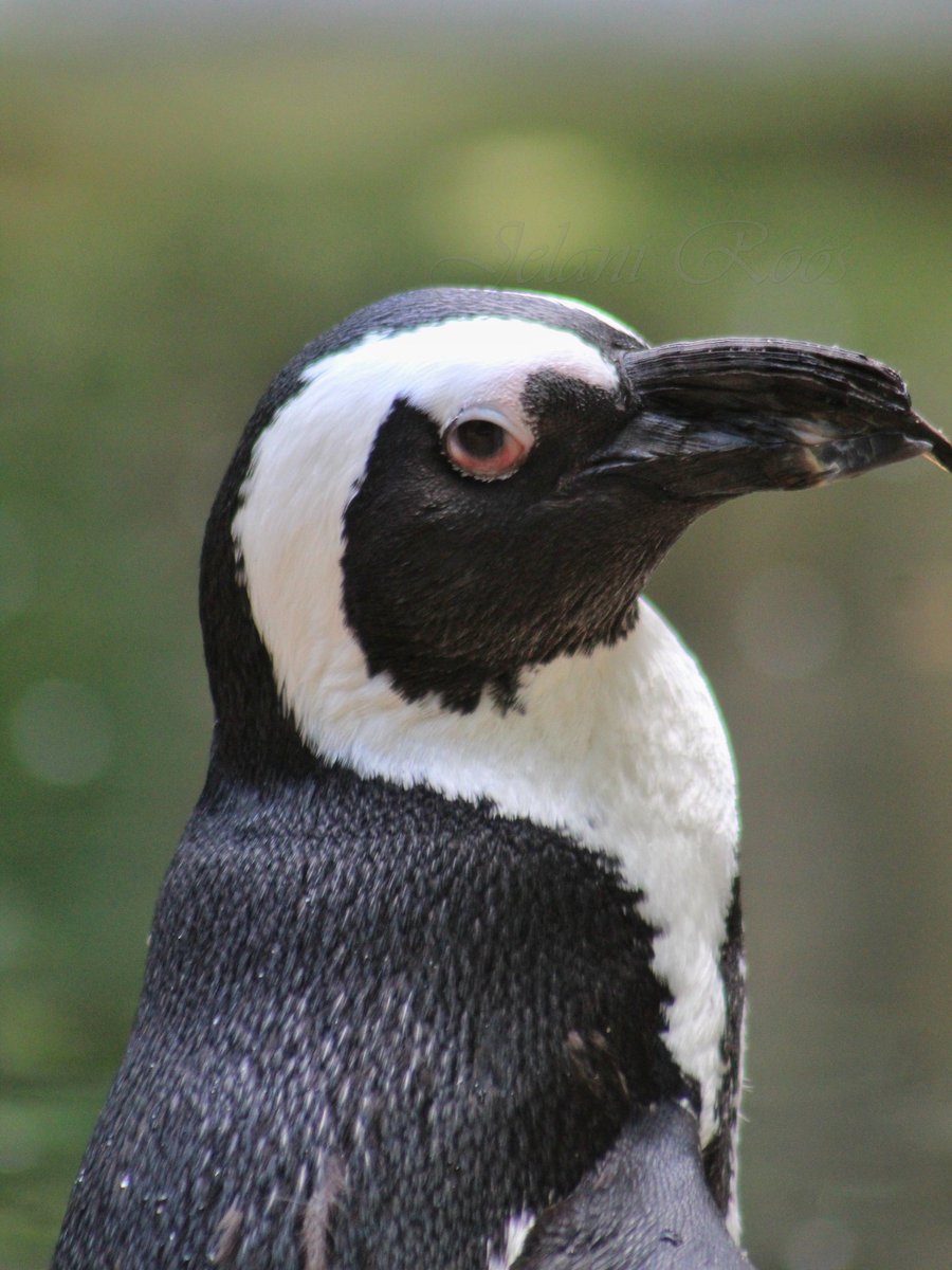 JelaniRoos's tweet photo. De Zwartvoetpinguïn, (ook wel brilpinguïn genoemd) is een vogel uit de familie van de pinguïns. Ze wegen rond de 3,1 kg en worden rond de 45 cm lang.

-Zwartvoetpinguïn (Spheniscus demersus) (bedreigd/afnemend)

___
📸 Canon 4000D / 75-300mm L
📆 15 Aug '22
___
-
-
-
#fotografie https://t.co/jxFRgnR4St