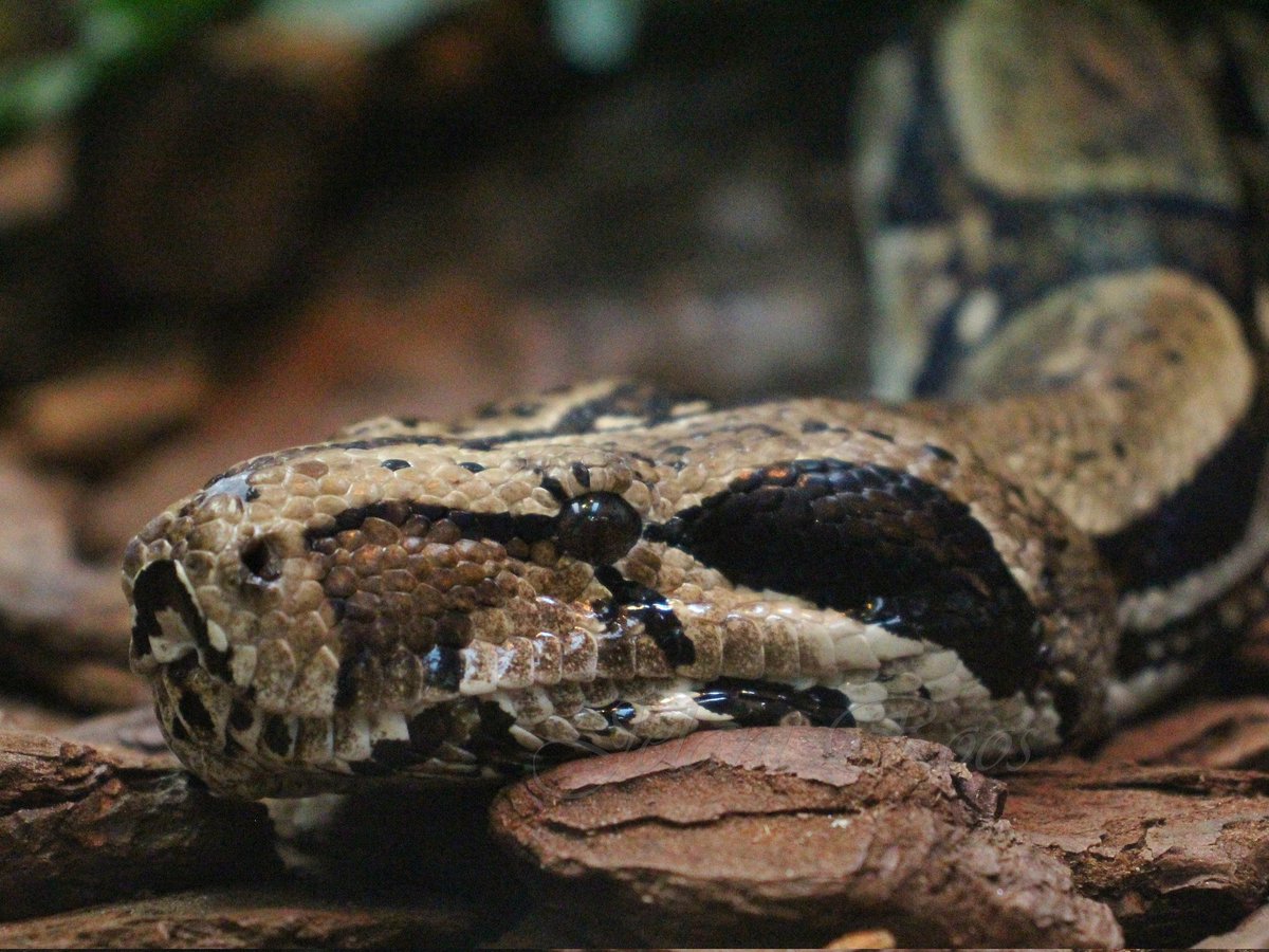 JelaniRoos's tweet photo. De Boa constrictor imperator, is een grote, zware, niet giftige slangensoort van het boa-geslacht. Ze worden ongeveer zo'n 1,60 meter lang.

-Boa constrictor imperator (Boa imperator) 

__________
📸 Canon 4000D / 75-300mm L
📆 15 Aug '22
_________
-
-
-
#fotografie #foto #canon https://t.co/5tymtjKHee