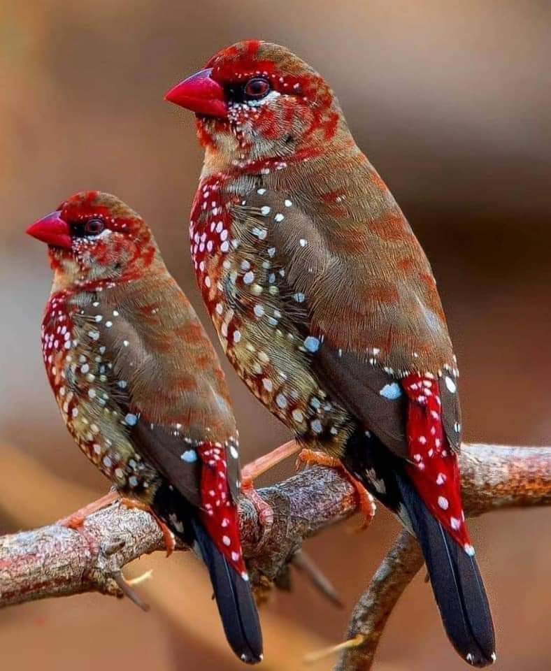 Azita81809774's tweet photo. به نظرتون کدوم یکی خیلی زیباتر ؟ https://t.co/PvrIViaRQE