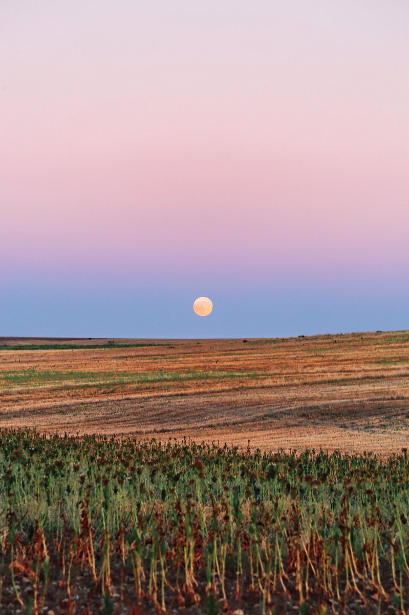 Harvest Moon 
beaming in the dark 
grass smiles back
#haiku #moon #MidAutumnFestival