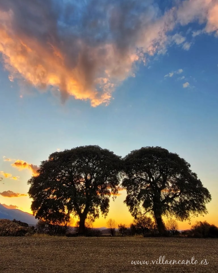 villaencanto's tweet photo. Muy cerquita de Villa Encanto.
#Atardecer de hoy en el #Moncayo desde las #encinas gemelas de #Ambel.
#ÁrbolesMonumentales. https://t.co/KSObjri8Uj