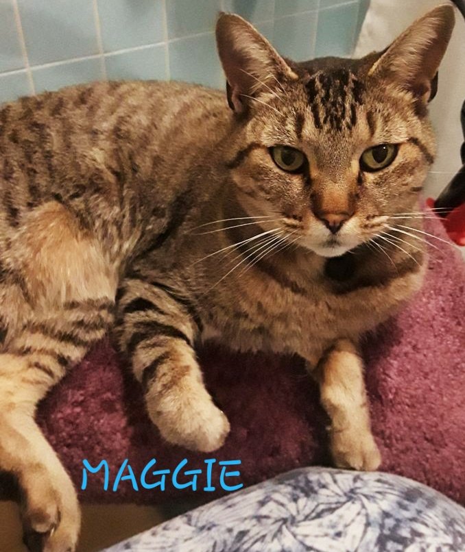 Ms_Wombat's tweet photo. MISSING CAT
Shoreline WA:
My sweet kitty Maggie, missing since Friday 9/9.
Wearing yellow leather release collar with bell & black magnet pod attached.
She's lost some weight since photo was taken.
She's much loved & missed - thank you for reading & for looking out for Maggie. https://t.co/w9tKLfDYTT