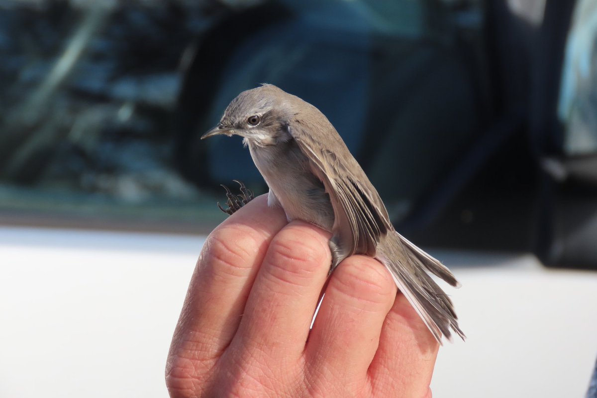BaileyBirders's tweet photo. Great day at Spurn Mig Fest. Loads of birds. Citrine wagtail the highlight and sooty shearwater. Plenty of passage migrants inc. lesser whitethroat and spotfly. Great people too inc. @DavidWalsh22 @AlfieBirder @Northern_Birder https://t.co/a3FAlYv0eh